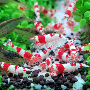 Caridina Red Crystal CRS