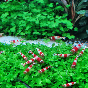 Caridina Red Crystal CRS