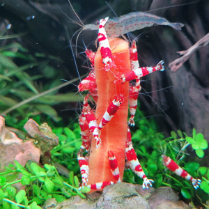 Caridina Red Crystal CRS