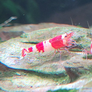 Caridina Red Crystal CRS