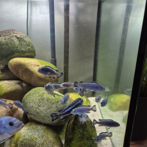 Pseudotropheus socolofi