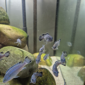 Pseudotropheus socolofi