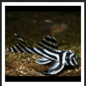 Recherche Hypancistrus zebra l46