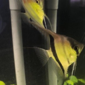 Disponible deux scalaire manacaparu