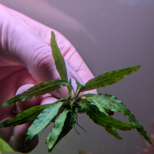 Fougère de java/microsorum pteropus