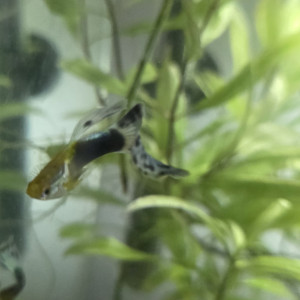 Guppys à donner