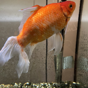 Don poisson rouge