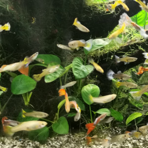 Guppys à vendre