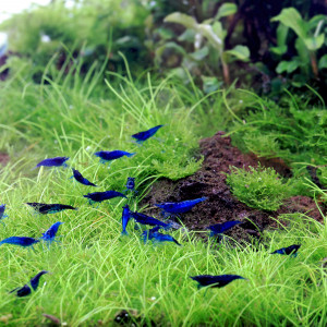 Neocaridina Bleues