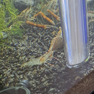 Macrobrachium