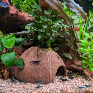 Bucephalandra sur noix de coco