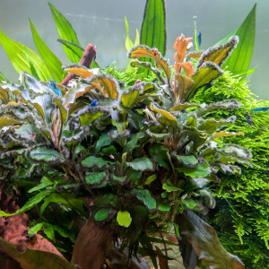 Boutures de bucephalandra