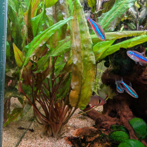 Cryptocoryne wendtii verde