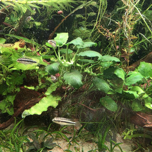 Pelvicachromis pulcher / Pelmato