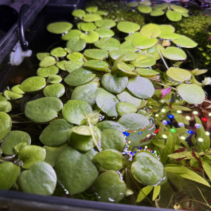 5 plantes flottantes en lot