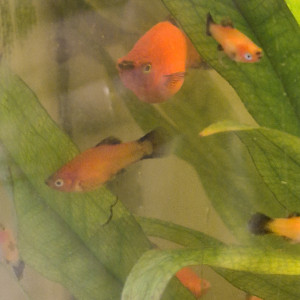 Don de Platy