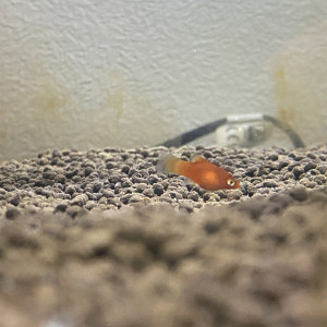 Bébés platys