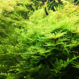 Christmas moss