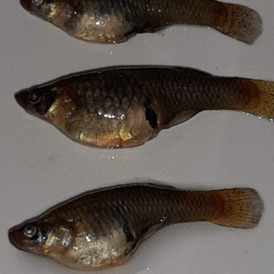 Gambusia Holbrooki