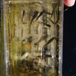 Poisson anti-moustique