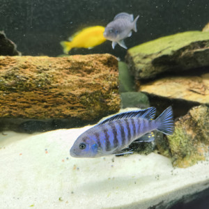 Afra cobue