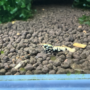 Crevette galaxy black