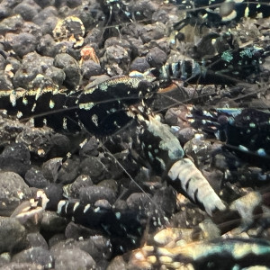 Crevette galaxy black