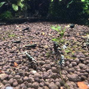 Crevette galaxy black