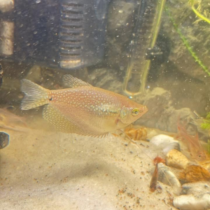 2x gourami
