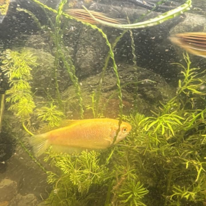 2x gourami