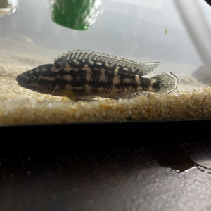 Don ou échange Julidochromis