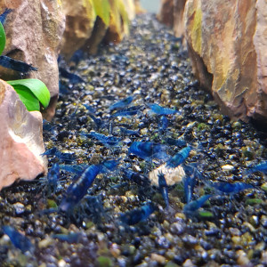 Lot de 15 crevettes Neocaridina Blue Velvet