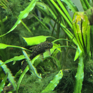 Ancitrus
