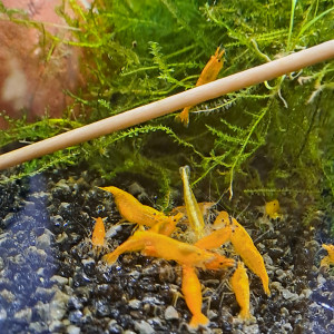 Neocaridina orange mandarine