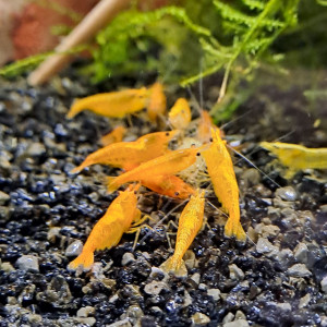 Neocaridina orange mandarine