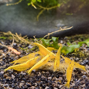 Neocaridina yellow neon