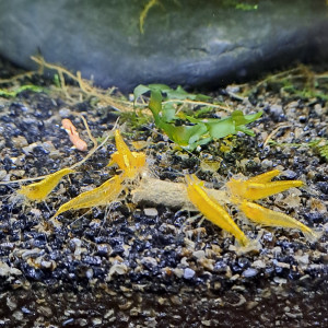 Neocaridina yellow neon
