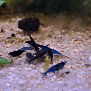 Neocaridina blue velvet