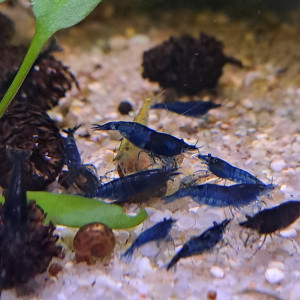 Neocaridina blue velvet