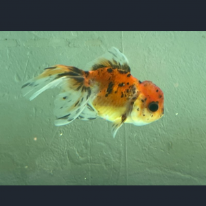 Poisson japonais