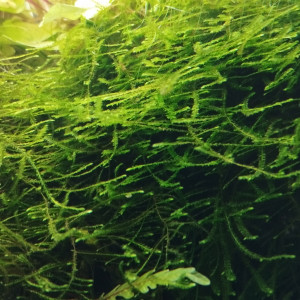Mousses pour aquarium d'eau douce (Java et Riccia)