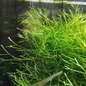 Mousses pour aquarium d'eau douce (Java et Riccia)