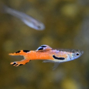 Guppy Endler de différentes sortes