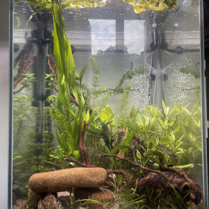 A vendre lot de plante en trop