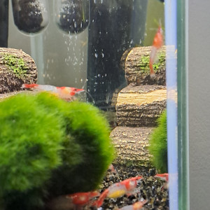 Neocaridina red rili