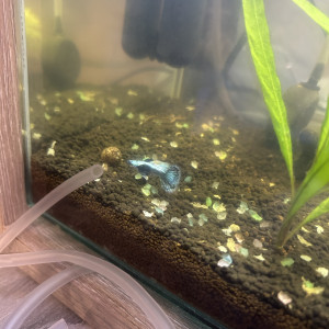 Élevage de guppy thaïlandaise , en France