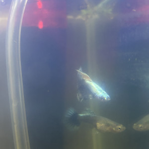 Élevage de guppy thaïlandaise , en France