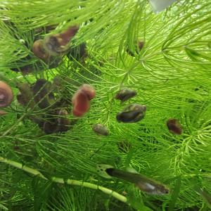 Vend guppy juveniles