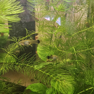 Vend guppy juveniles