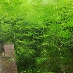 Calomba aquatique